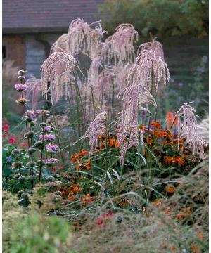 Miscanthus sinensis 'Kaskade'