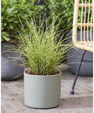 Miscanthus sinensis Little Tiger 