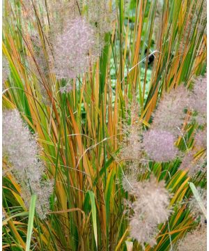 Molinia caerulea Heidebraut