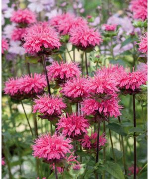 Monarda didyma 'Pink Lace'