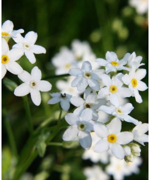 Myosotis palustris Ice Pearl