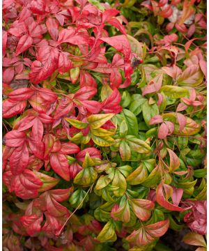 Nandina domestica Fire Power