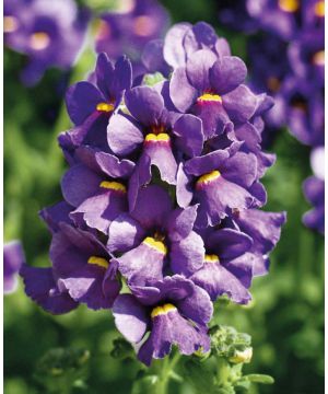 Nemesia Karoo Dark Blue