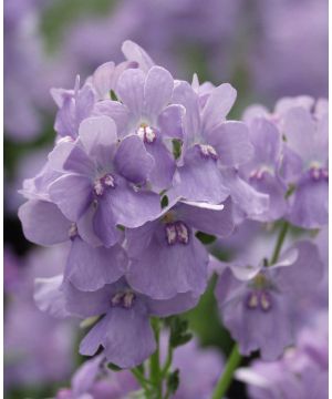 Nemesia Karoo Soft Blue