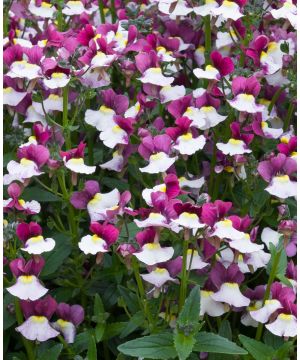 Nemesia Melody Morello Ice