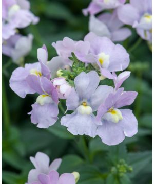 Nemesia Melody Pink