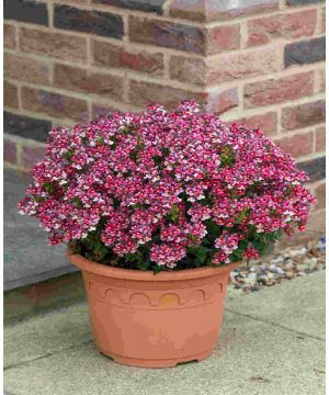 Nemesia Melody 'Raspberry'