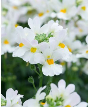 Nemesia Melody Swansong