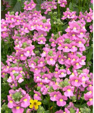 Nemesia Karoo Pink
