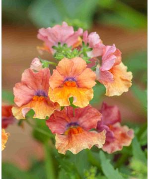 Nemesia Sunsatia Plus Papaya