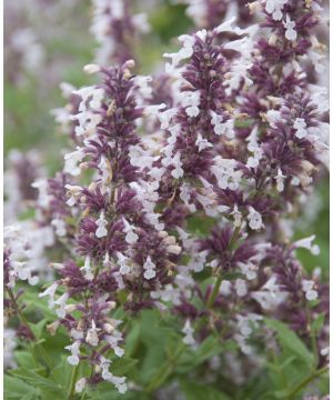Nepeta grandiflora Dawn to Dusk