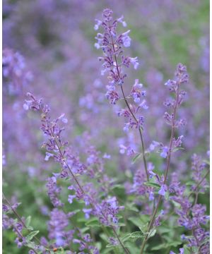 Nepeta Junior Walker