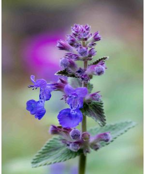 Nepeta racemosa 'Little Titch'
