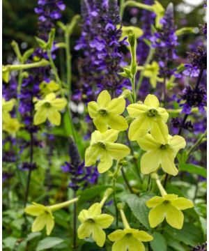 Nicotiana Perfume Lime
