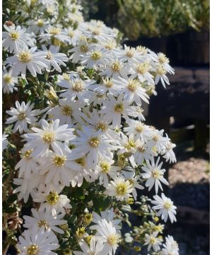 Olearia phlogopappa Spring Bling