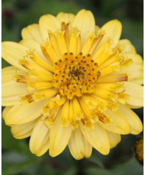 Osteospermum 3D Double Yellow