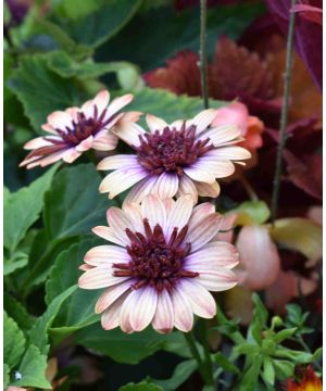 Osteospermum Erato Double Orange Centre 