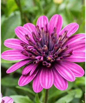 Osteospermum Erato Double Purple