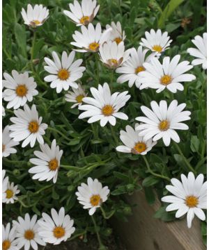 Osteospermum 'Snow Pixie'
