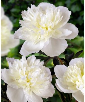 Paeonia lactiflora 'Duchesse de Nemours'