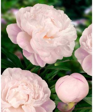 Paeonia Gardenia