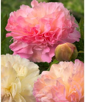 Paeonia lactiflora 'Lois' Choice'