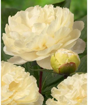 Paeonia lactiflora 'Sunny Girl'