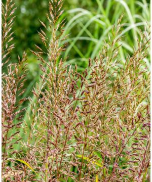 Panicum virgatum 'Heavy Metal'