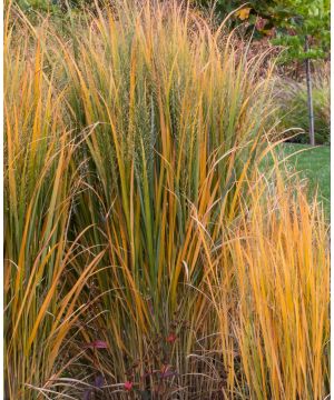 Panicum virgatum Northwind