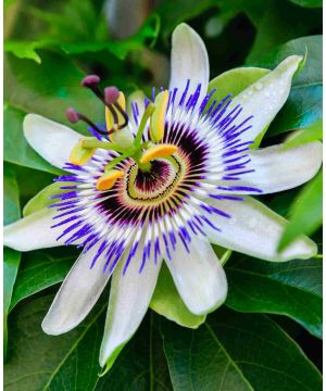 Passiflora caerulea