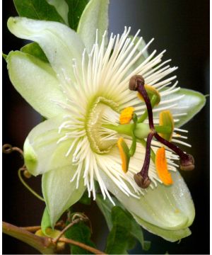 Passiflora caerulea Constance Elliott