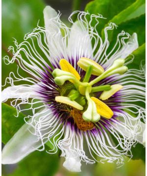 Passiflora Frederick