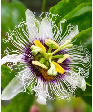 Passiflora edulis Frederick