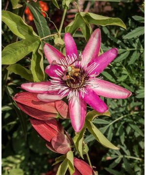 Passiflora x violacea Victoria