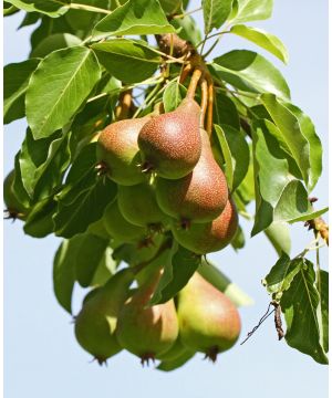 Pear Doyenne du Comice