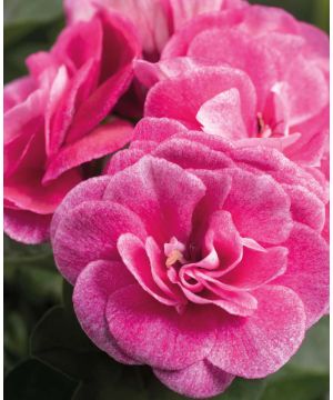 Ivy Stardust Rose 
