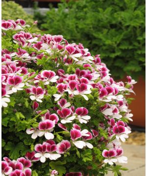 Pelargonium Angel Eyes Bicolour