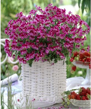 Pelargonium Angel Eyes Burgandy