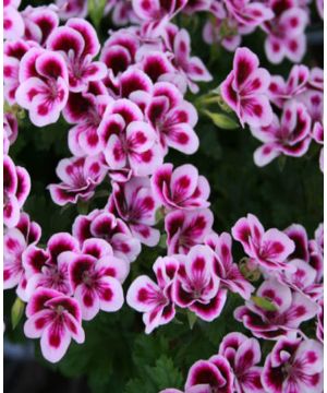 Pelargonium Angel Eyes Randy