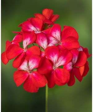 Pelargonium zonale Bunny 'Cherry Ice'