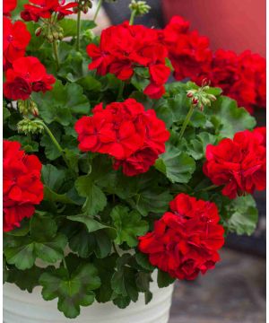Pelargonium Calliope L Dark Red