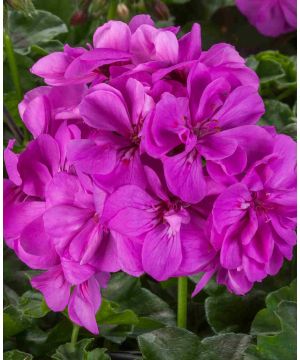 Pelargonium peltatum Corriente Amethyst