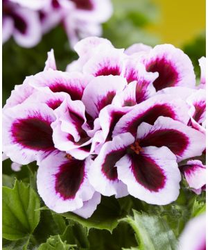Pelargonium grandiflorum Elegance Patricia