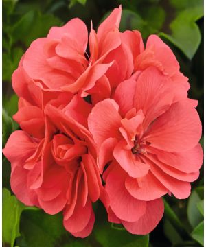 Pelargonium Grandeur Ivy Salmon 