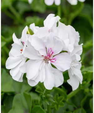 Pelargonium Grandeur Ivy White