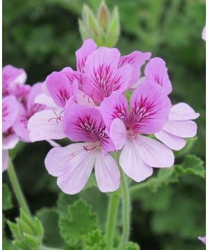 Pelargonium Grandeur Odorata Cola