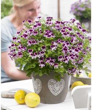 Pelargonium Mosquitaway Eva