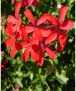 Pelargonium peltatum Cascade Lachs Compact 