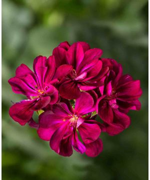 Pelargonium peltatum ‘Corriente Lulu’