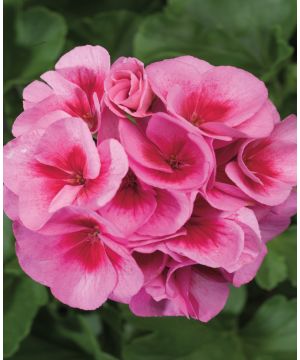 Pelargonium Calliope Rose Splash